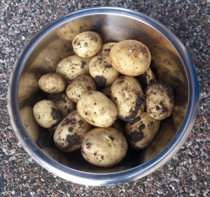 Första potatisen