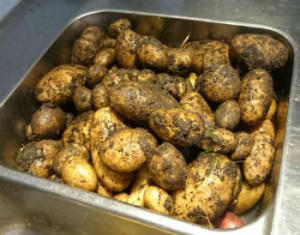 Sista potatisen