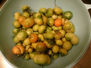 Sista tomaterna