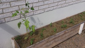 Tomaterna utplanterade